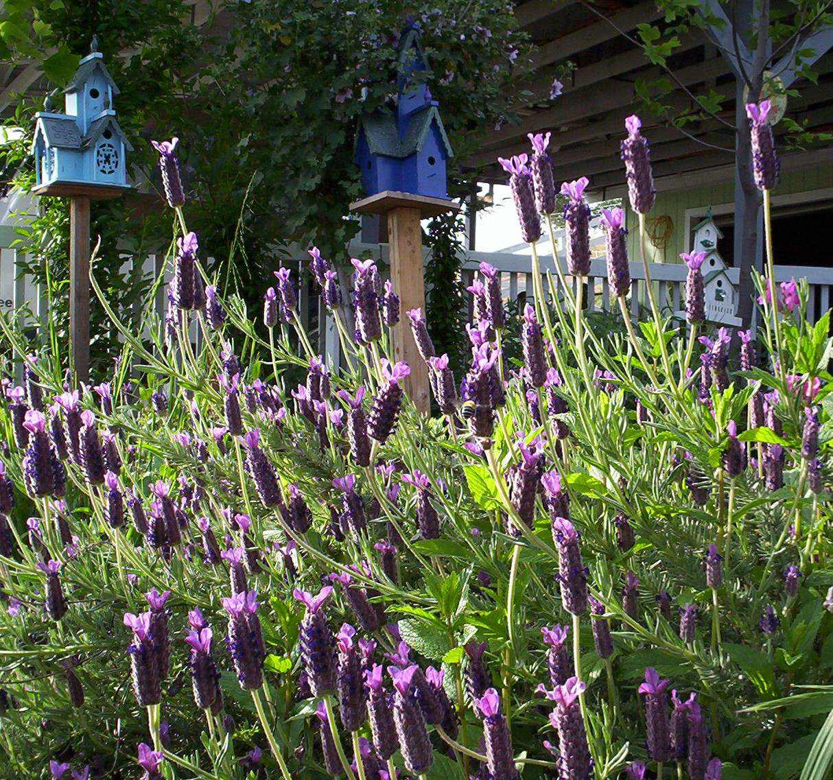 Home of Lavender Fanatic Specialty Lavender Products.